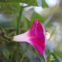 Ipomoea purpurea (L.) Roth